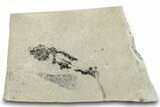 Long, Partially Exposed Fossil Fish (Mioplosus) - Wyoming #292125-1